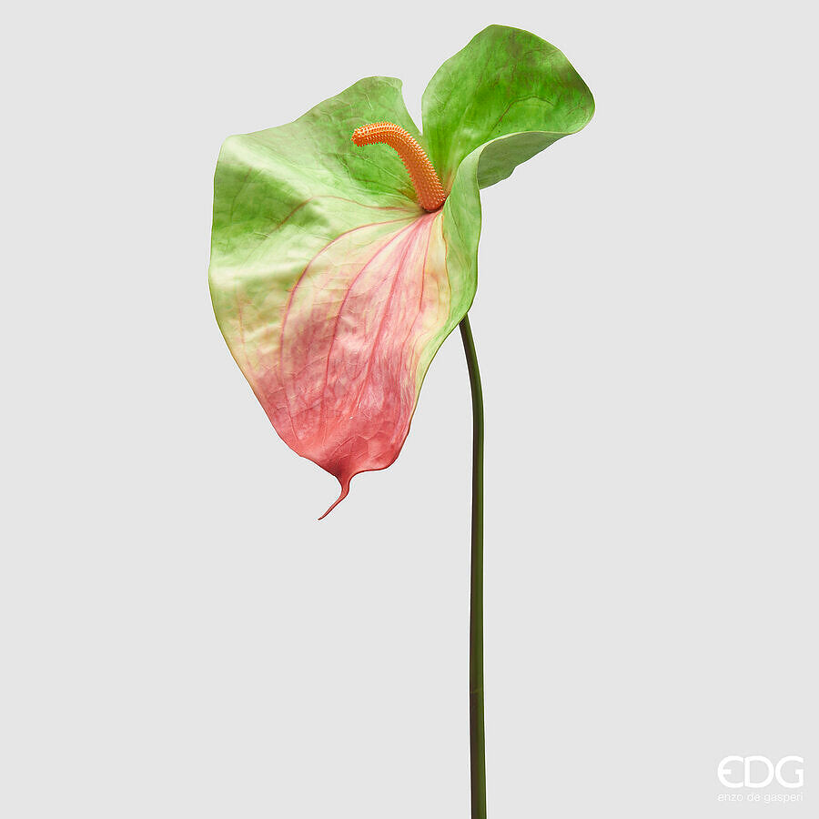 Fiore Anthurium jumbo di colore verde con sfumature rosse aggiungerà un'atmosfera fresca e lussureggiante al tuo ambiente. Dimensioni: altezza cm 90. In negozio e online su tuttochic.live