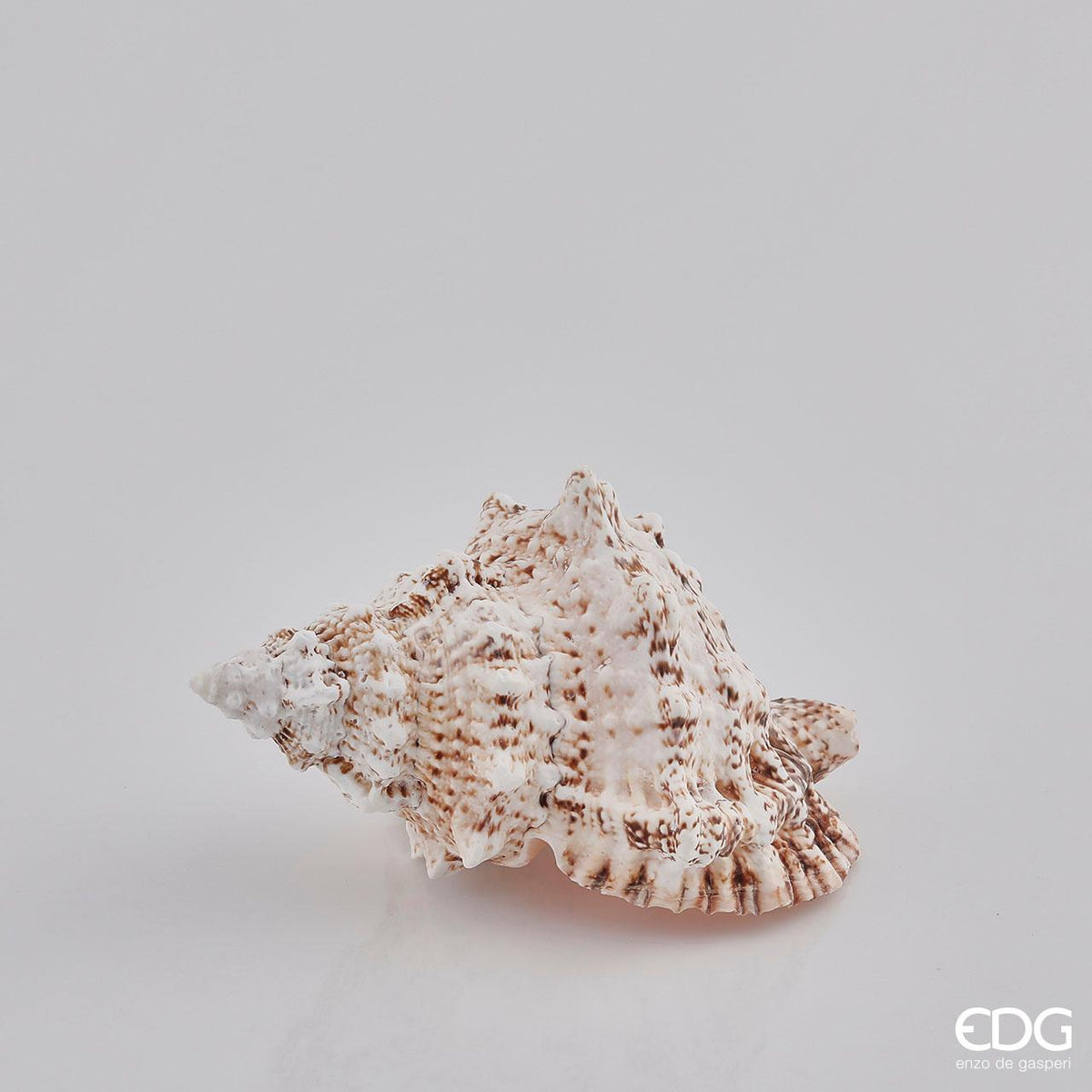 Conchiglia Bursa Bobo naturale. Dimensioni: cm 18 x 10 x 10 h. Prodotto naturale e lavato, solo uso decorativo, non è un giocattolo. Tenere fuori dalla portata dei bambini. In negozio e online su tuttochic.live