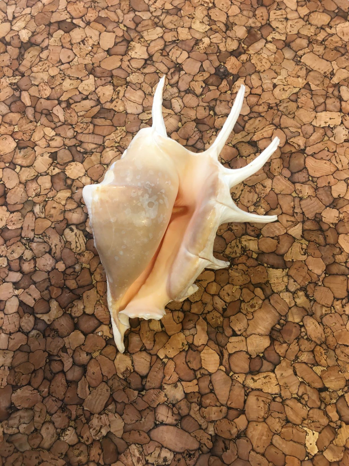 Conchiglia Lambis naturale. Essendo un prodotto naturale, le conchiglie hanno forme, colori e dimensioni diverse una dall'altra. Quella riprodotta nella foto non necessariamente sarà la conchiglia che vi sarà inviata. Dimensioni minime: cm 15 x 10 x 5 h Prodotto naturale e lavato. In negozio e online su tuttochic.live