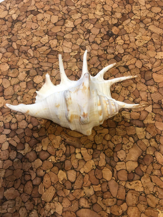 Conchiglia Lambis naturale. Essendo un prodotto naturale, le conchiglie hanno forme, colori e dimensioni diverse una dall'altra. Quella riprodotta nella foto non necessariamente sarà la conchiglia che vi sarà inviata. Dimensioni minime: cm 15 x 10 x 5 h Prodotto naturale e lavato. In negozio e online su tuttochic.live