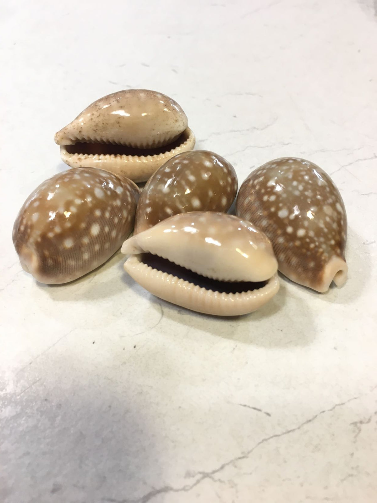 Conchiglia Lyncina Vitellus naturale. Essendo un prodotto naturale, le conchiglie hanno forme, colori e dimensioni diverse una dall'altra. Quella riprodotta nella foto non necessariamente sarà la conchiglia che vi sarà inviata. Dimensioni minime: cm 3,5 x 2. In negozio e online su tuttochic.live