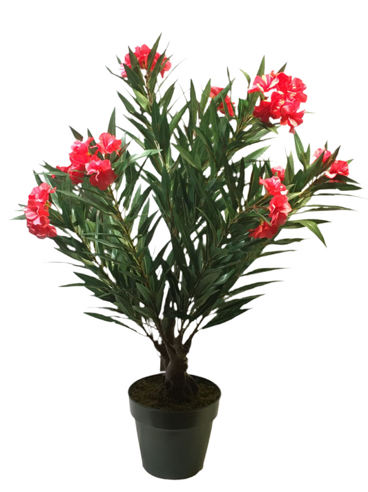 Pianta di Oleandro ornamentale artificiale con vaso in PVC. Dimensioni: altezza cm 80. Petali e fiori in tessuto, tronco in plastica.  In negozio e online su tuttochic.live