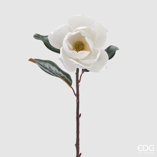 Magnolia Supreme bianca con foglie h 73