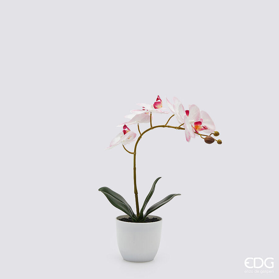 Scopri l'eleganza eterea dell'orchidea Phalaenopsis, resa ancora più incantevole dal fiore artificiale con petali in lattice decorato. Dimensioni: altezza cm 40 - Vasetto Ø 10 cm. In negozio e online su tuttochic.live