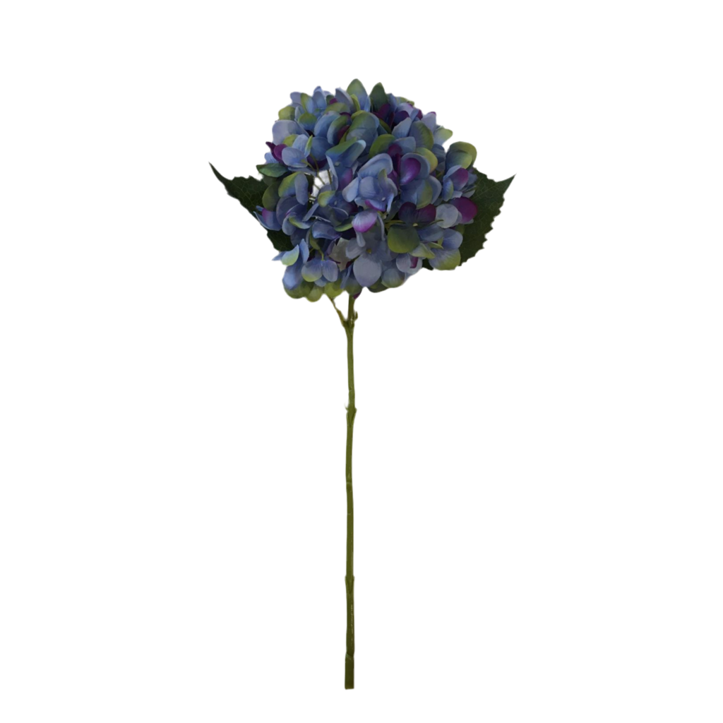Ortensia azzurra