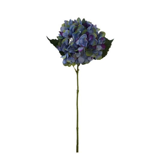 Ortensia azzurra