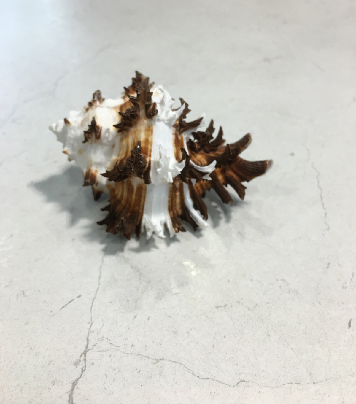 Conchiglia Murex Ramosus naturale. Essendo un prodotto naturale, le conchiglie hanno forme, colori e dimensioni diverse una dall'altra. Quella riprodotta nella foto non necessariamente sarà la conchiglia che vi sarà inviata. Dimensioni minime: cm 7,5 x 5 x 4,5 h. In negozio e online su tuttochic.live