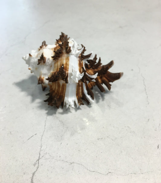 Conchiglia Murex Ramosus naturale. Essendo un prodotto naturale, le conchiglie hanno forme, colori e dimensioni diverse una dall'altra. Quella riprodotta nella foto non necessariamente sarà la conchiglia che vi sarà inviata. Dimensioni minime: cm 7,5 x 5 x 4,5 h. In negozio e online su tuttochic.live