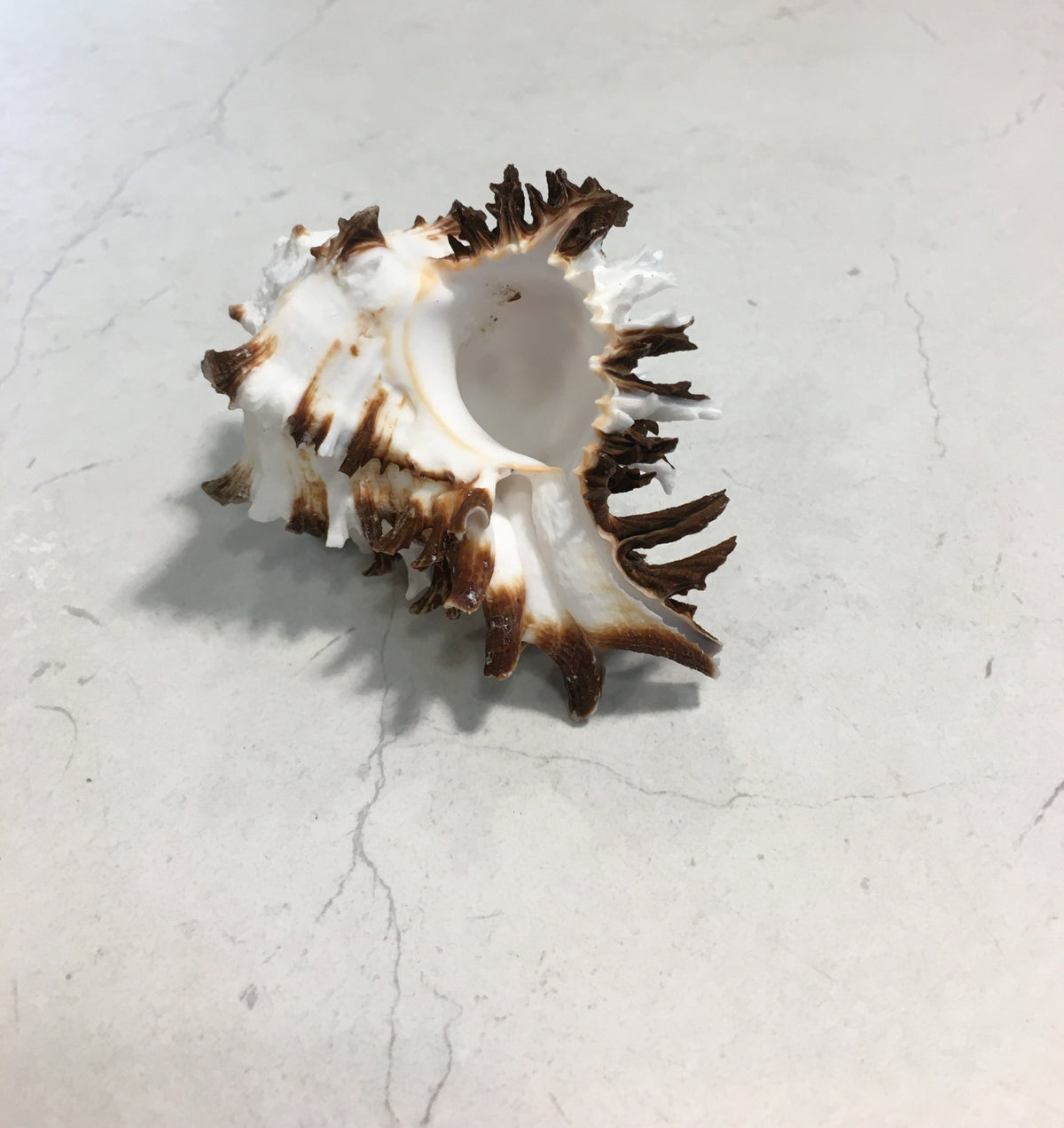 Conchiglia Murex Ramosus naturale. Essendo un prodotto naturale, le conchiglie hanno forme, colori e dimensioni diverse una dall'altra. Quella riprodotta nella foto non necessariamente sarà la conchiglia che vi sarà inviata. Dimensioni minime: cm 7,5 x 5 x 4,5 h. In negozio e online su tuttochic.live