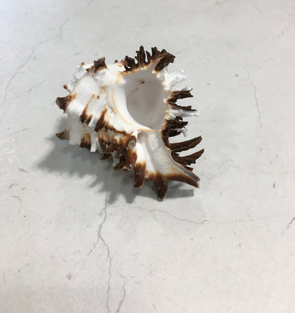 Conchiglia Murex Ramosus naturale. Essendo un prodotto naturale, le conchiglie hanno forme, colori e dimensioni diverse una dall'altra. Quella riprodotta nella foto non necessariamente sarà la conchiglia che vi sarà inviata. Dimensioni minime: cm 7,5 x 5 x 4,5 h. In negozio e online su tuttochic.live
