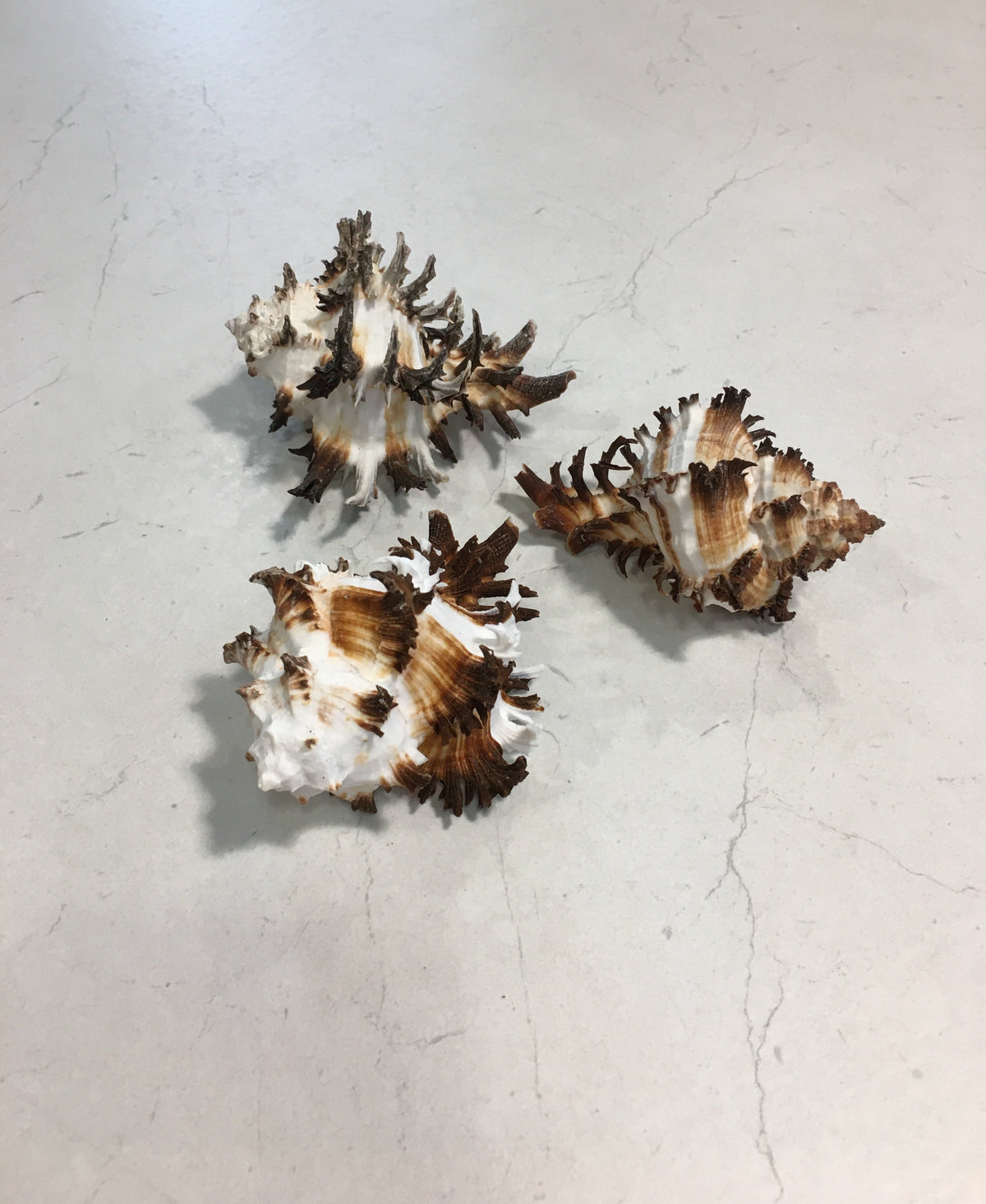 Conchiglia Murex Ramosus naturale. Essendo un prodotto naturale, le conchiglie hanno forme, colori e dimensioni diverse una dall'altra. Quella riprodotta nella foto non necessariamente sarà la conchiglia che vi sarà inviata. Dimensioni minime: cm 7,5 x 5 x 4,5 h. In negozio e online su tuttochic.live