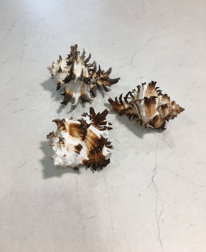 Conchiglia Murex Ramosus naturale. Essendo un prodotto naturale, le conchiglie hanno forme, colori e dimensioni diverse una dall'altra. Quella riprodotta nella foto non necessariamente sarà la conchiglia che vi sarà inviata. Dimensioni minime: cm 7,5 x 5 x 4,5 h. In negozio e online su tuttochic.live