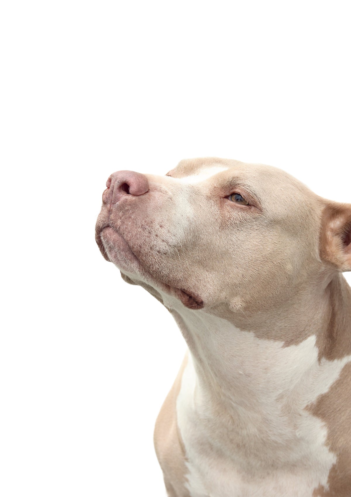Il profumo per cani è una fragranza delicata e sofisticata, pensata per rinfrescare e valorizzare il pelo del tuo amico a quattro zampe, assicurando il massimo rispetto per la sua sensibilità e il suo olfatto naturale. Quantità: 150 ml. In negozio e online su tuttochic.live