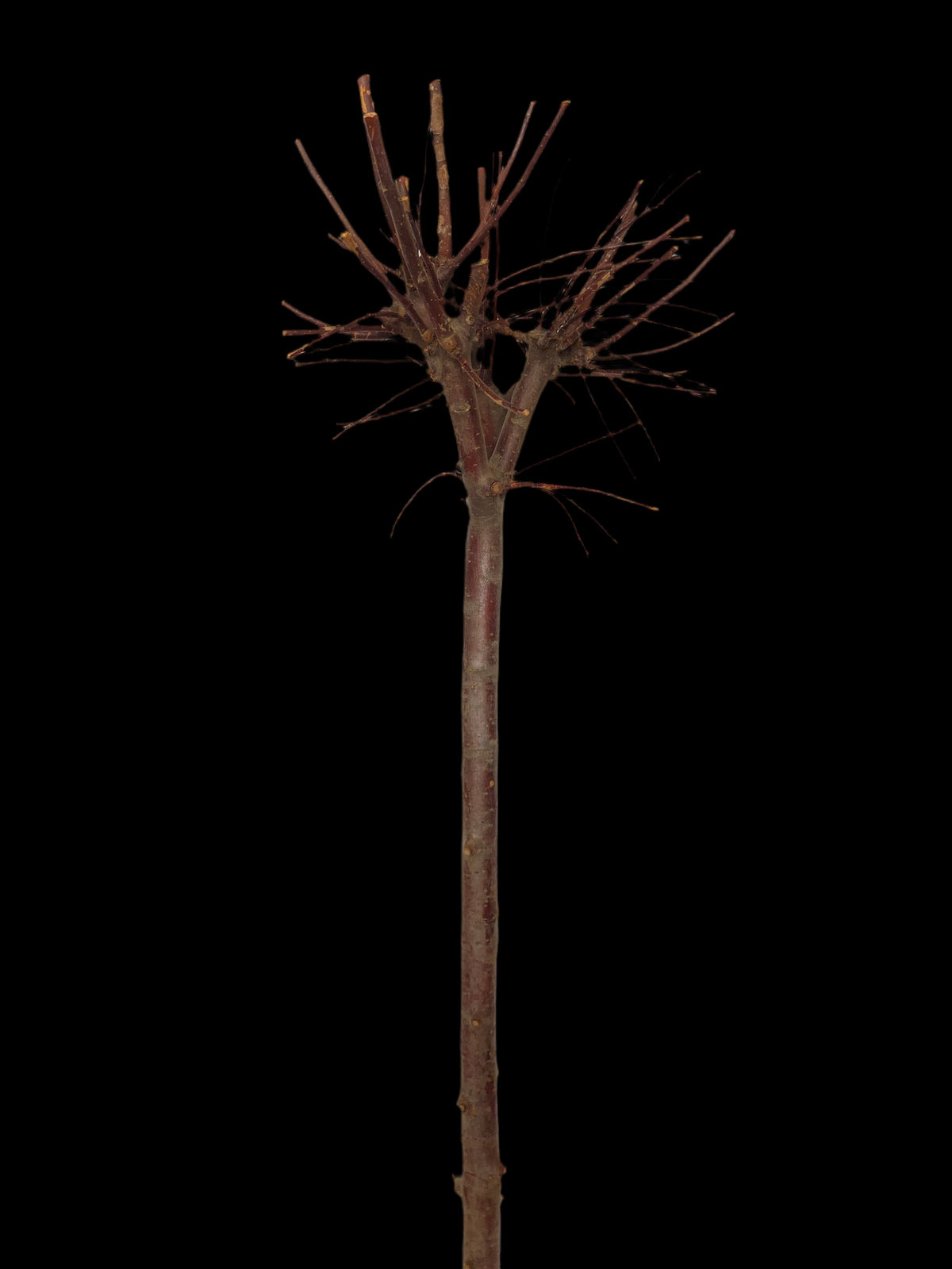Ideale per realizzare addobbi originali per tutte le stagioni. Decora la tua casa con creazioni fai da te! Essendo un prodotto naturale, non ci saranno 2 pezzi uguali, la foto e dimensioni sono indicative. Dimensioni: Ø 40 x h 130 cm - Colore: naturale. In negozio e online tuttochic.live