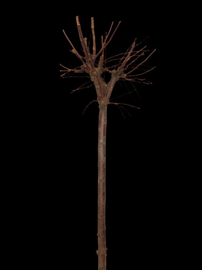 Ideale per realizzare addobbi originali per tutte le stagioni. Decora la tua casa con creazioni fai da te! Essendo un prodotto naturale, non ci saranno 2 pezzi uguali, la foto e dimensioni sono indicative. Dimensioni: Ø 40 x h 130 cm - Colore: naturale. In negozio e online tuttochic.live