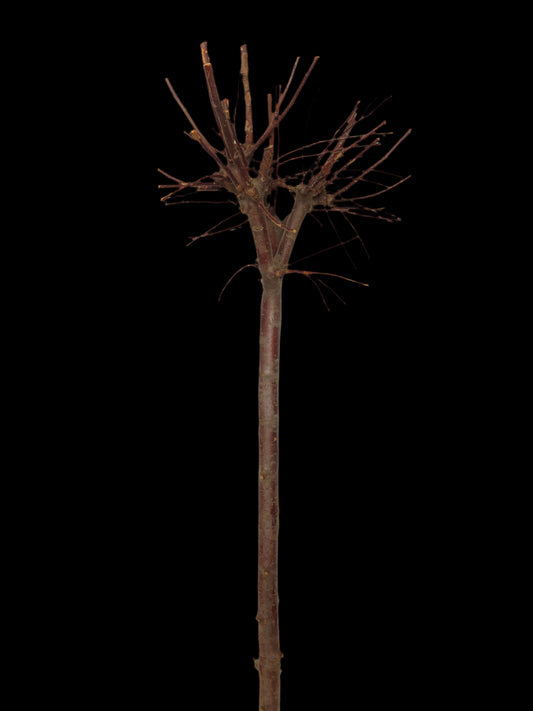 Ideale per realizzare addobbi originali per tutte le stagioni. Decora la tua casa con creazioni fai da te! Essendo un prodotto naturale, non ci saranno 2 pezzi uguali, la foto e dimensioni sono indicative. Dimensioni: Ø 40 x h 130 cm - Colore: naturale. In negozio e online tuttochic.live