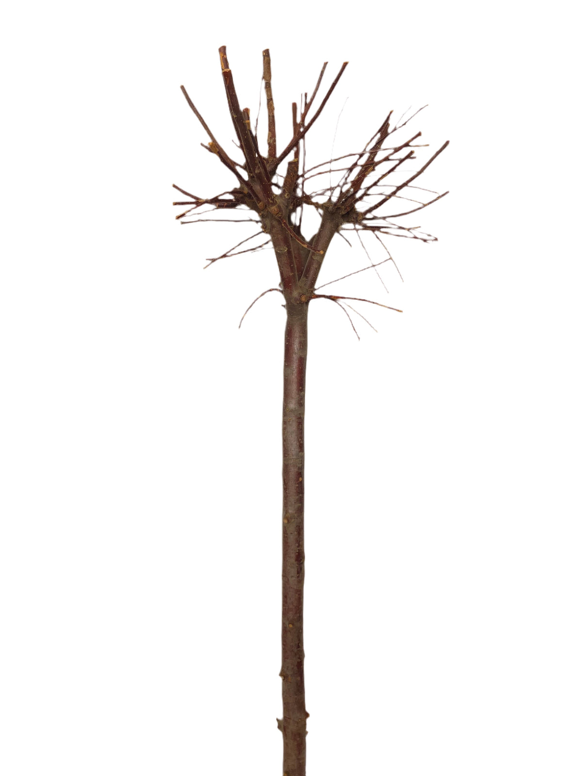 Ideale per realizzare addobbi originali per tutte le stagioni. Decora la tua casa con creazioni fai da te! Essendo un prodotto naturale, non ci saranno 2 pezzi uguali, la foto e dimensioni sono indicative. Dimensioni: Ø 40 x h 130 cm - Colore: naturale. In negozio e online tuttochic.live