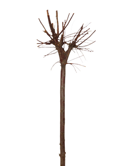 Ideale per realizzare addobbi originali per tutte le stagioni. Decora la tua casa con creazioni fai da te! Essendo un prodotto naturale, non ci saranno 2 pezzi uguali, la foto e dimensioni sono indicative. Dimensioni: Ø 40 x h 130 cm - Colore: naturale. In negozio e online tuttochic.live