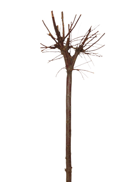 Ideale per realizzare addobbi originali per tutte le stagioni. Decora la tua casa con creazioni fai da te! Essendo un prodotto naturale, non ci saranno 2 pezzi uguali, la foto e dimensioni sono indicative. Dimensioni: Ø 40 x h 130 cm - Colore: naturale. In negozio e online tuttochic.live