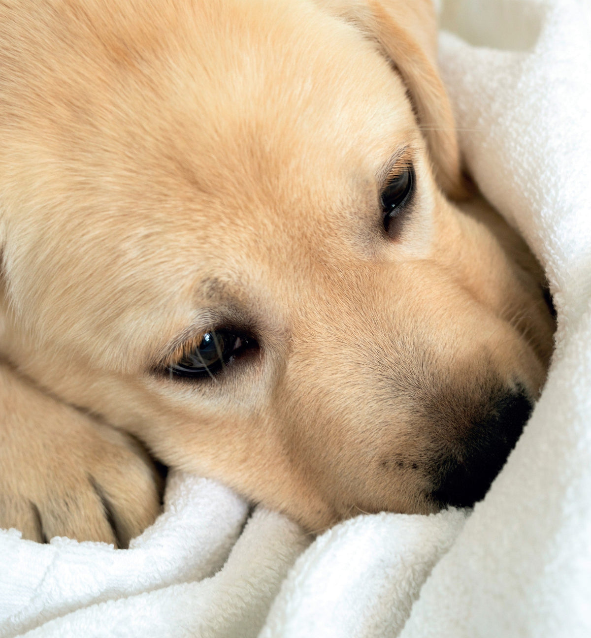 Il profumo per la cuccia dei cani è una raffinata soluzione progettata per neutralizzare gli odori indesiderati; avvolge l’ambiente del tuo amico a quattro zampe con una fragranza delicata e accogliente, nel pieno rispetto del suo benessere. In negozio e online su tuttochic.live