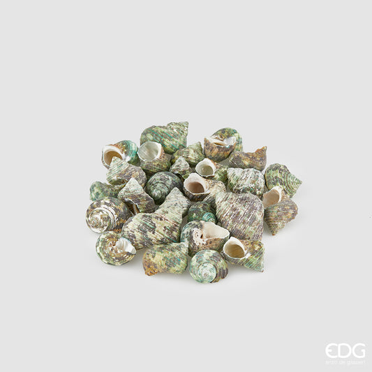 Conchiglie Turbo verde in busta da 1 Kg. Dimensioni assortite dai 2,5 ai 4 cm. Prodotto naturale e lavato, solo uso decorativo, non è un giocattolo. Tenere fuori dalla portata dei bambini In negozio e online su tuttochic.live