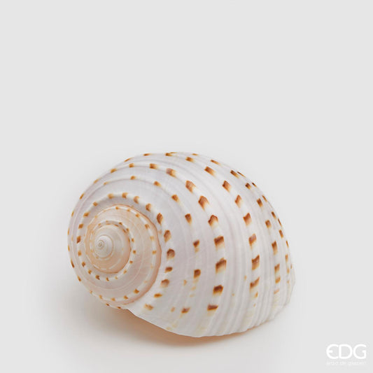 Conchiglia Tonna tassellata naturale. Dimensioni: cm 10 x 12 x 8 h. Prodotto naturale e lavato, solo uso decorativo, non è un giocattolo. Tenere fuori dalla portata dei bambini. In negozio e online su tuttochic.live