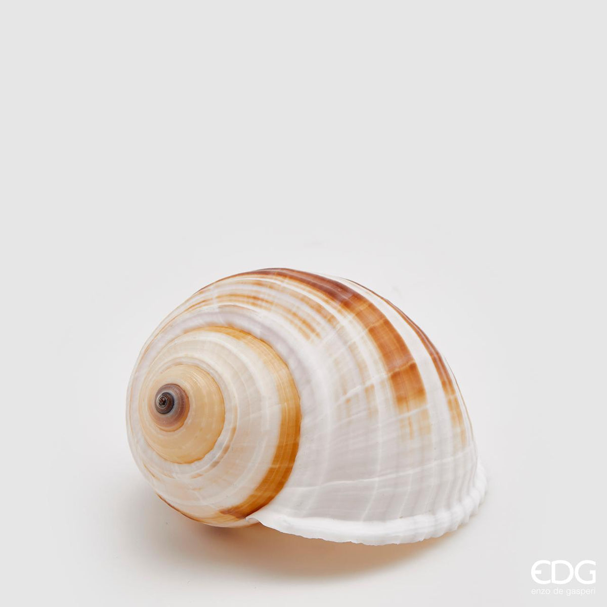 Conchiglia Tonna Sulcosa naturale. Dimensioni: cm 8 x 11 x 7 h. Prodotto naturale e lavato, solo uso decorativo, non è un giocattolo. Tenere fuori dalla portata dei bambini. In negozio e online su tuttochic.live