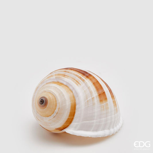 Conchiglia Tonna Sulcosa naturale. Dimensioni: cm 8 x 11 x 7 h. Prodotto naturale e lavato, solo uso decorativo, non è un giocattolo. Tenere fuori dalla portata dei bambini. In negozio e online su tuttochic.live