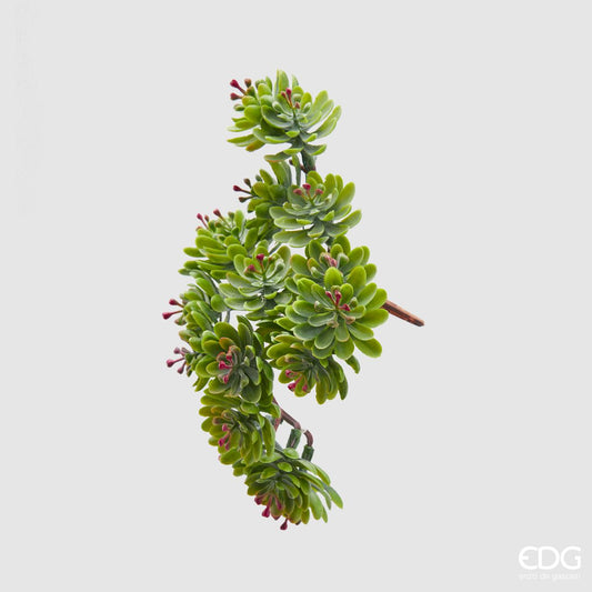 Crassula Ovata Bell