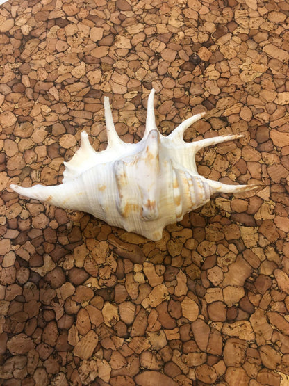 Conchiglia Lambis naturale. Essendo un prodotto naturale, le conchiglie hanno forme, colori e dimensioni diverse una dall'altra. Quella riprodotta nella foto non necessariamente sarà la conchiglia che vi sarà inviata. Dimensioni minime: cm 15 x 10 x 5 h Prodotto naturale e lavato. In negozio e online su tuttochic.live