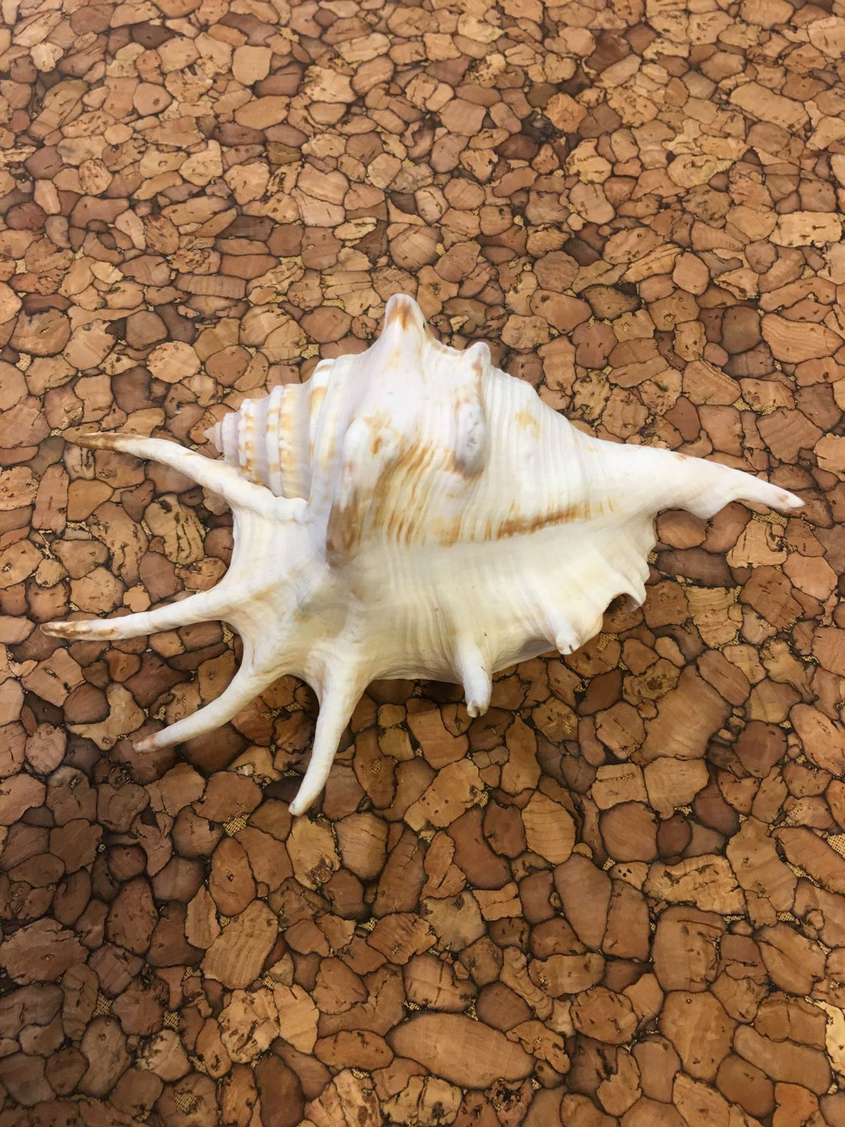 Conchiglia Lambis naturale. Essendo un prodotto naturale, le conchiglie hanno forme, colori e dimensioni diverse una dall'altra. Quella riprodotta nella foto non necessariamente sarà la conchiglia che vi sarà inviata. Dimensioni minime: cm 15 x 10 x 5 h Prodotto naturale e lavato. In negozio e online su tuttochic.live