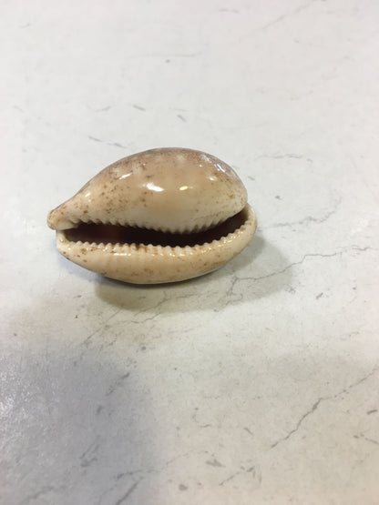 Conchiglia Lyncina Vitellus naturale. Essendo un prodotto naturale, le conchiglie hanno forme, colori e dimensioni diverse una dall'altra. Quella riprodotta nella foto non necessariamente sarà la conchiglia che vi sarà inviata. Dimensioni minime: cm 3,5 x 2. In negozio e online su tuttochic.live