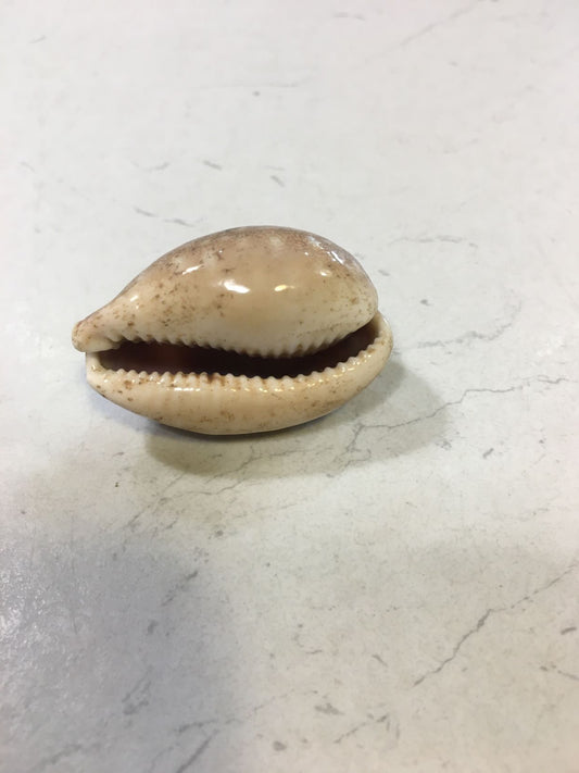 Conchiglia Lyncina Vitellus naturale. Essendo un prodotto naturale, le conchiglie hanno forme, colori e dimensioni diverse una dall'altra. Quella riprodotta nella foto non necessariamente sarà la conchiglia che vi sarà inviata. Dimensioni minime: cm 3,5 x 2. In negozio e online su tuttochic.live