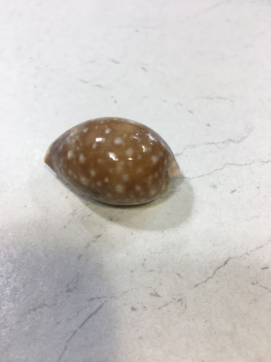 Conchiglia Lyncina Vitellus naturale. Essendo un prodotto naturale, le conchiglie hanno forme, colori e dimensioni diverse una dall'altra. Quella riprodotta nella foto non necessariamente sarà la conchiglia che vi sarà inviata. Dimensioni minime: cm 3,5 x 2. In negozio e online su tuttochic.live