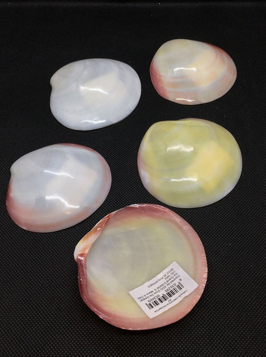 Conchiglia Codakia naturale. Dimensioni: cm Ø 8 (dimensioni e colori possono leggermente variare) Prodotto naturale e lavato, solo uso decorativo, non è un giocattolo. Tenere fuori dalla portata dei bambini. In negozio e online su tuttochic.live