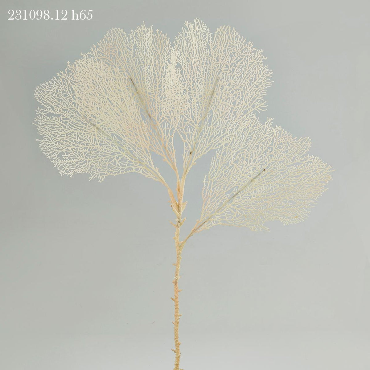 Ramo di Gorgonia (corallo) artificiale di colore avorio. Dimensioni: cm 45 x 65 h Inserito in una composizione di fiori, nell'acquario, il corallo dà volume e un aspetto più raffinato.